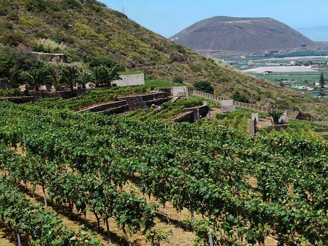 Dégustation au vignoble