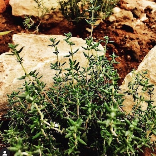 herbes aromatiques