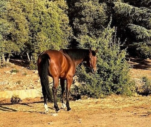 Design sans titre - 1 Equitation